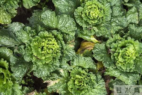 冬天翻地怕白忙活？这2件傻事千万别做，早知早受益