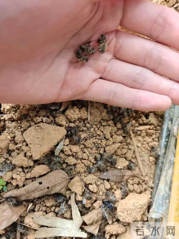 两派蜜蜂打起来了，伤亡惨重！民警直接上门……