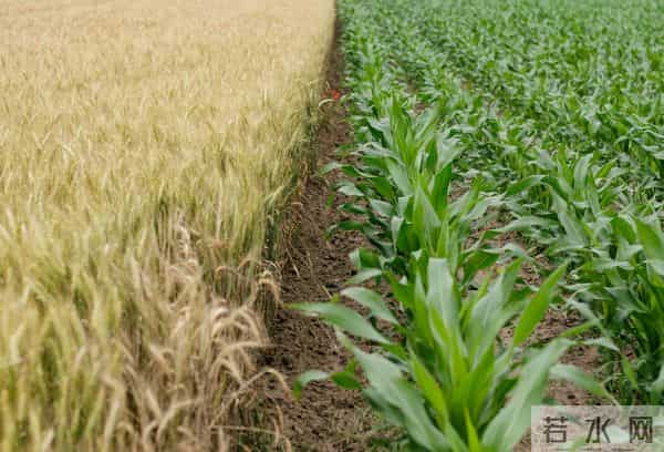 冷门植物竟成救星？西方26国联手验证：植物自然化肥吊打工业化肥
