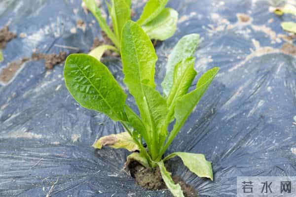 大雪节气还能栽露地莴苣吗？老话说：只要窝能开，莴苣就能栽！