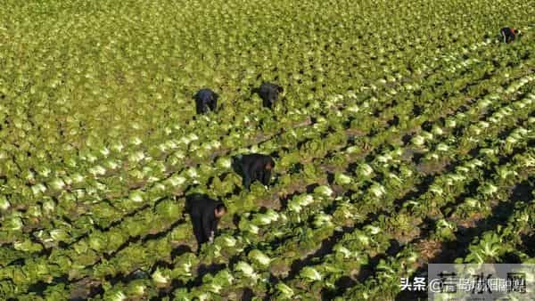 棘洪滩街道南万社区大白菜丰收，惠及千余居民