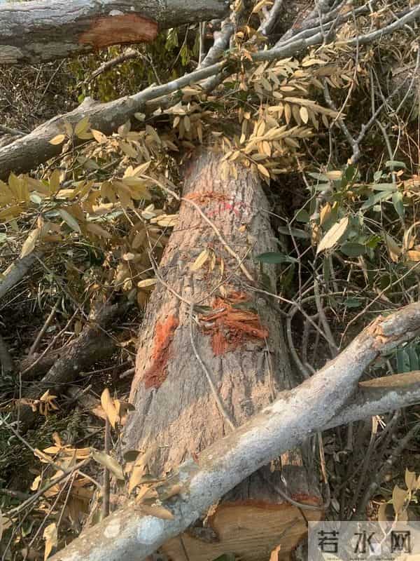 事发延平！我家祖坟的百年古树被砍了，对方耍赖不赔偿