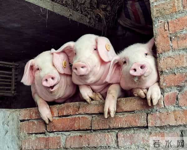 2025年12月13日猪价参考！涨猛了！还要“六亲不认”继续冲高吗？