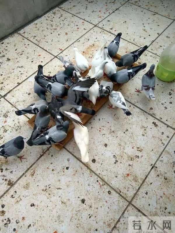 这几种鸽子尽量不开家