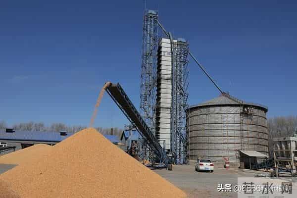 慌：行情有变，玉米迎来落价高峰