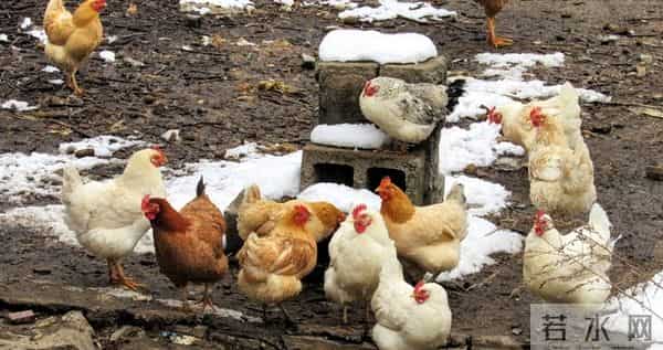 冬天散养土鸡也能高产蛋！20只鸡下18个蛋，就靠这几个笨办法