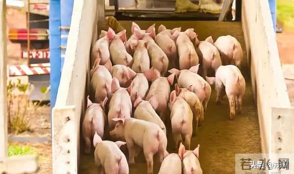 从20元到5元！猪价崩了？巨头早靠卖香肠赚钱，散户还在赌周期