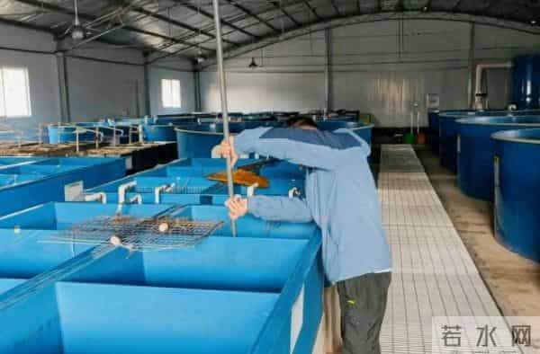 【地方食闻】多点发力促转型 激发产业新动能 四川渔业绘就高质量发展新图景