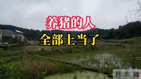 养猪人上当了，全盘皆输！