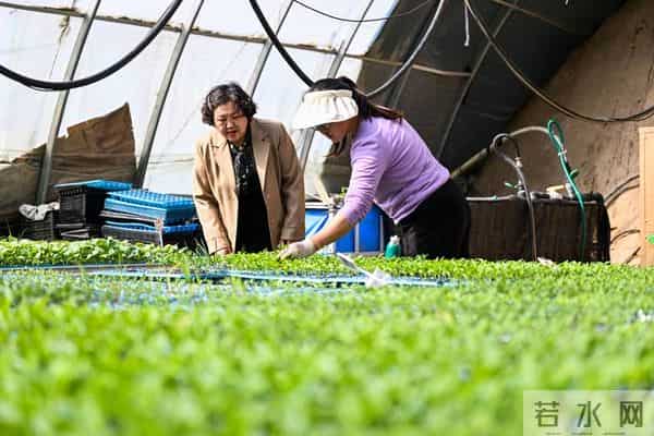12 月育苗必看！番茄辣椒育苗指南：5步育出壮苗，开春一栽就活