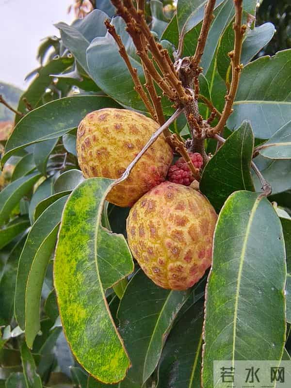 太罕见了！东莞一棵荔枝树居然在12月长出了荔枝果！