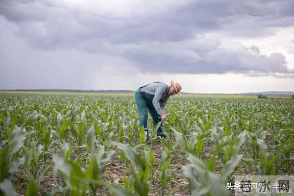 黄淮区域口碑优良夏玉米品种