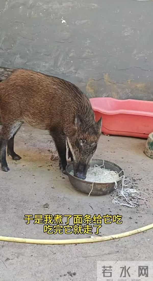 广州男子收养小野猪一年多从30斤长到150斤,曾有人开价5万购买遭拒