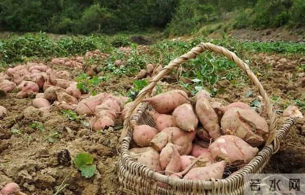 山东一小伙编织袋种红薯绝了!8个袋子收300斤,网友:这操作必须偷师!