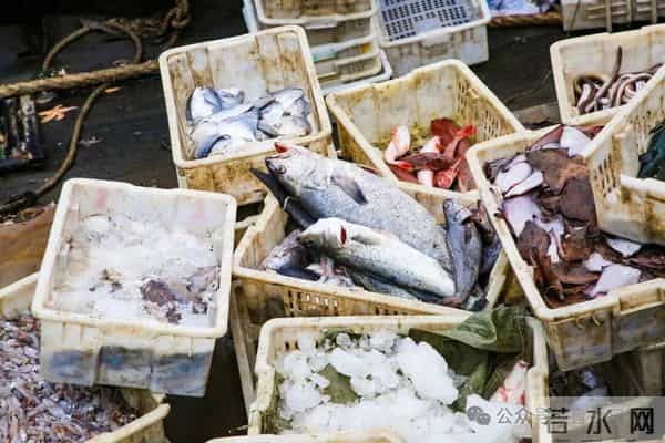 寒潮将至,渔港沸腾!今早,日照这里“鲜”货扎堆!这种鱼按筐买,4元一斤!