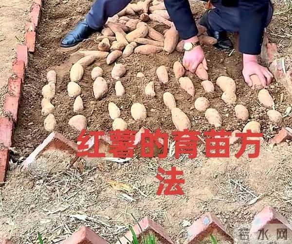 山东一小伙编织袋种红薯绝了!8个袋子收300斤,网友:这操作必须偷师!
