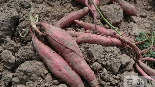 山东一小伙编织袋种红薯绝了!8个袋子收300斤,网友:这操作必须偷师!