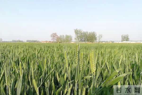 今年晚播小麦，年前只有“一根针”，年后才分蘖，还能成穗吗？