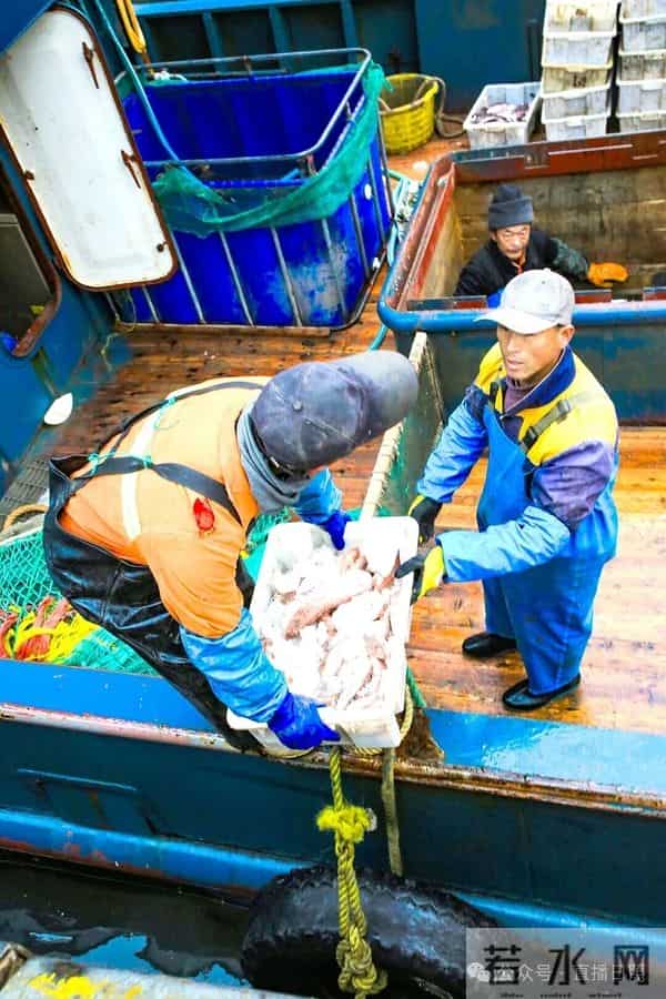 寒潮将至,渔港沸腾!今早,日照这里“鲜”货扎堆!这种鱼按筐买,4元一斤!