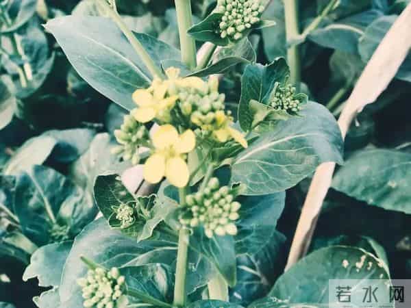 12月油菜越冬管理：做好这几点产量高