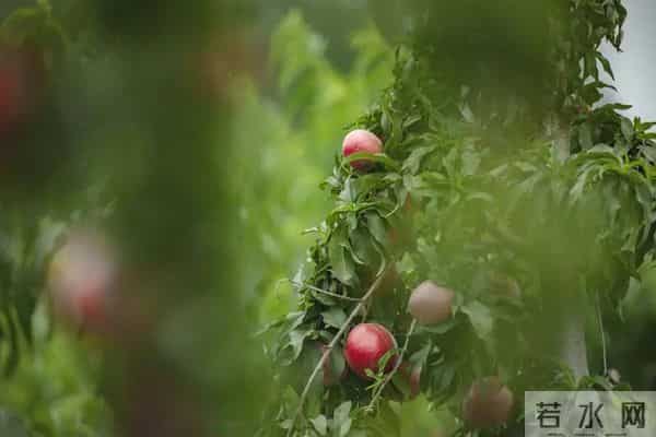 2025年末桃农种植与市场行情观察