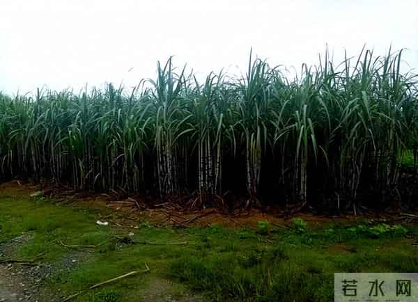甘蔗一吨才卖500多元,为什么广西还有那么多地方种?5个原因
