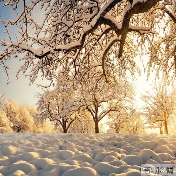 今年冬至交节在深夜！，农谚预兆：晚冬至冻死牛？准吗？早！了解