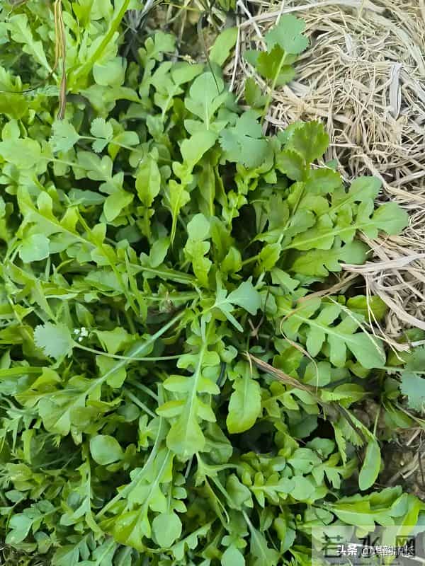 马上冬至了,还能种菜吗?7种耐寒品种清单,抗寒易活有鲜菜