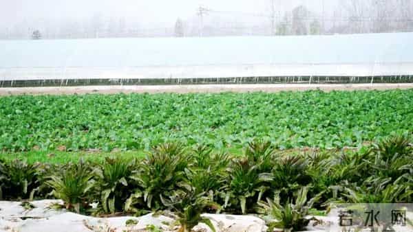 荆州公安县：每年300万斤！它成为村里的富民产业