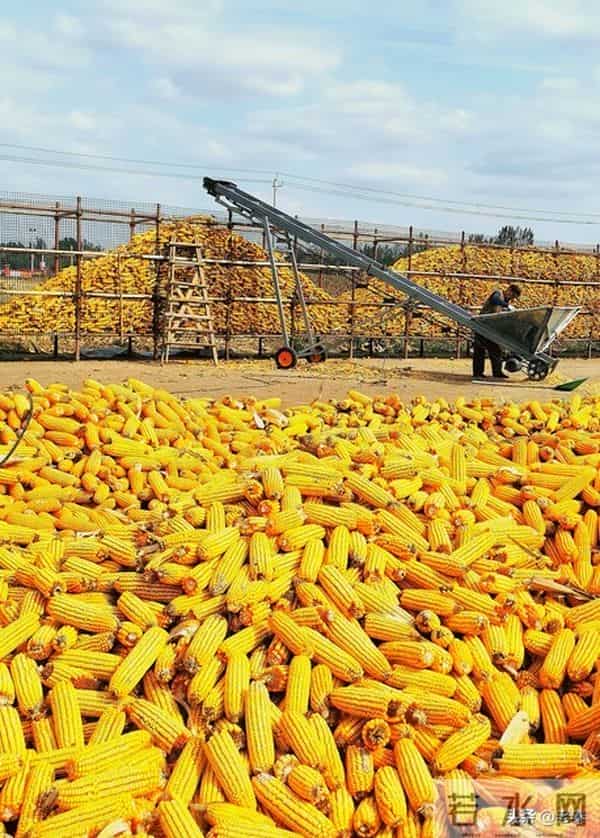 打破十年规律！12月玉米本该跌，为啥现在华北涨价、东北惜售？