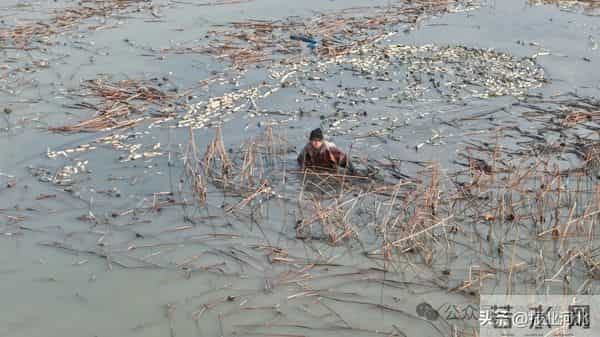 荷塘里挖出“白玉簪”——衡水市冀州区后冢村冬日采藕见闻