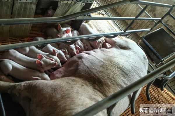 生猪行大洗牌：前五强份额首破52%，成本11.3元如何碾压散户14元