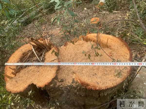 事发延平！我家祖坟的百年古树被砍了，对方耍赖不赔偿