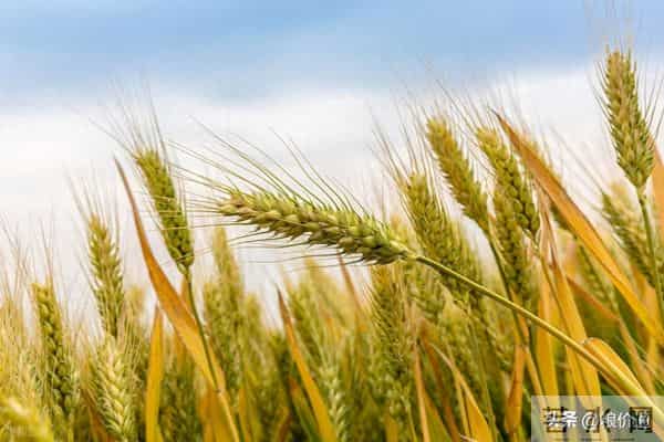 明天12月14日小麦“即将涨价”！小麦“反弹涨价”何时到来？