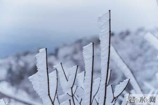 今冬数九时间表来了！从哪天开始入九？春节在几九？过年很冷吗？