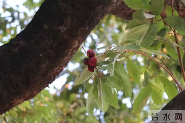 太罕见了！东莞一棵荔枝树居然在12月长出了荔枝果！