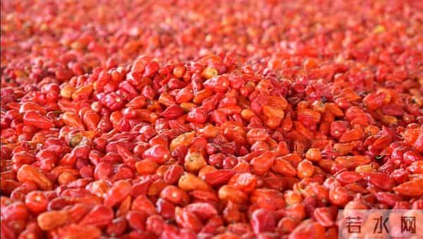 试种成功！弥勒的她年增收30万