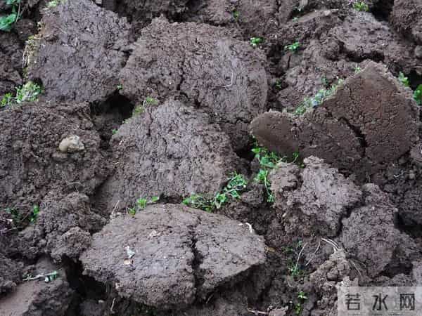 种土豆高产诀窍：肥料用对，亩产翻番