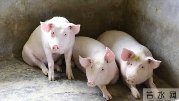 2025.12.15-明天猪价