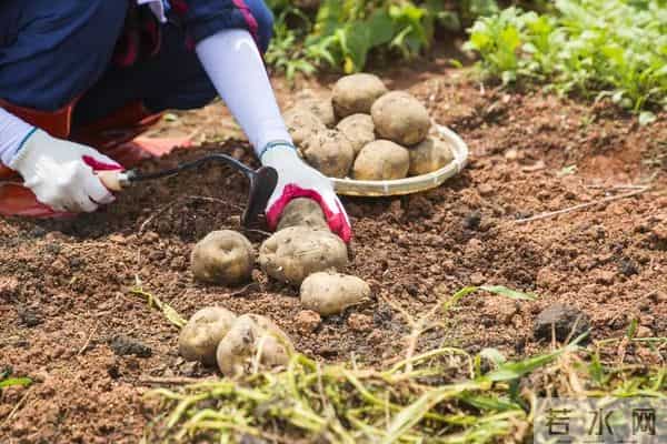 种土豆高产诀窍：肥料用对，亩产翻番