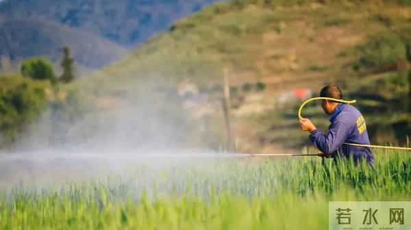 尿素这样用，肥效拉满不浪费