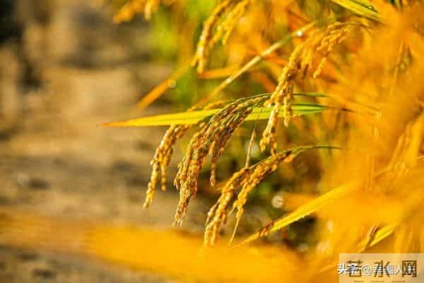 20亩地年入30万？咱村老李真干成了！