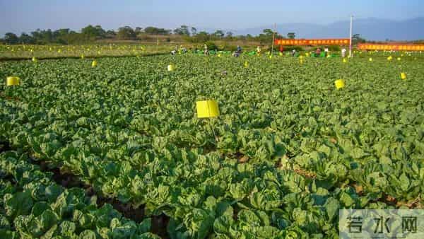 山东白菜价格差异大 两端市场各有特点