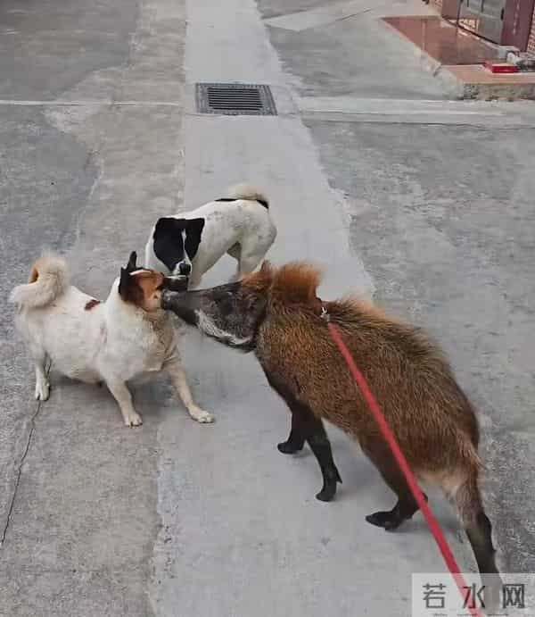 广州男子收养小野猪一年多从30斤长到150斤,曾有人开价5万购买遭拒