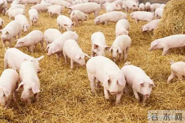 生猪行大洗牌：前五强份额首破52%，成本11.3元如何碾压散户14元