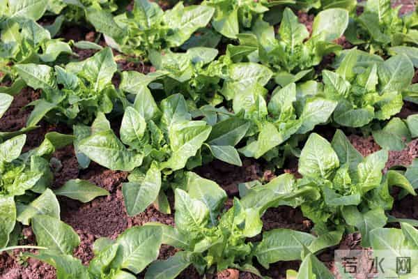 大雪节气还能栽露地莴苣吗？老话说：只要窝能开，莴苣就能栽！