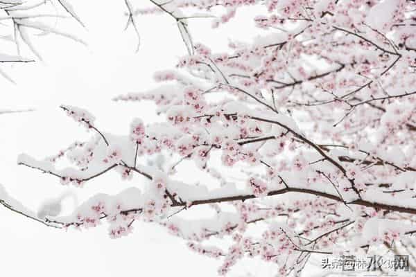 今年三九天不一般,“十年不遇”,今年冬天到底冷不冷?