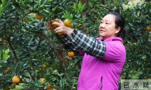 1.8万余亩，成熟上市啦！遵义人千万不要错过