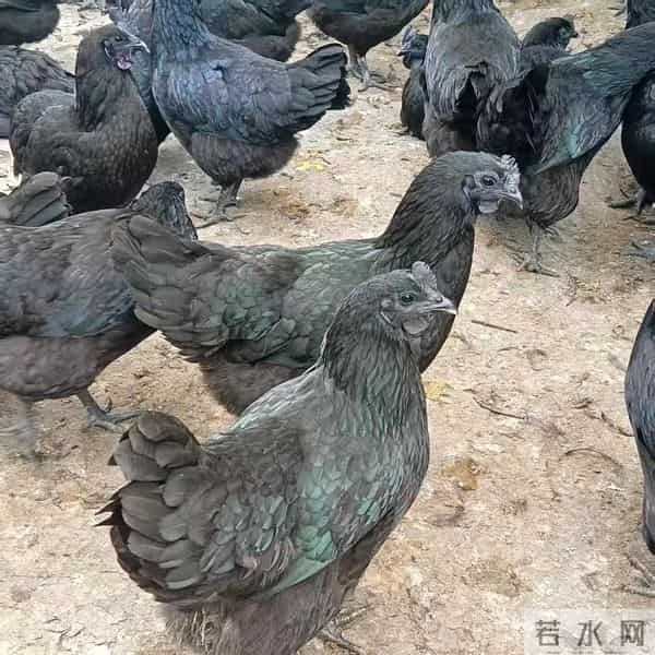 实拍农村赚钱新路子：养五黑鸡180元-只，年入10万4个技巧不踩坑