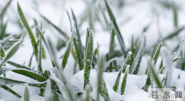 小麦不冬灌，产量要减半”，真假？今年播种晚，还要不要冬灌？